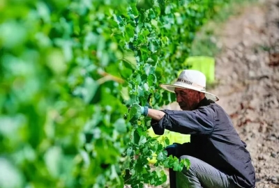 日本农协的透明农业革命