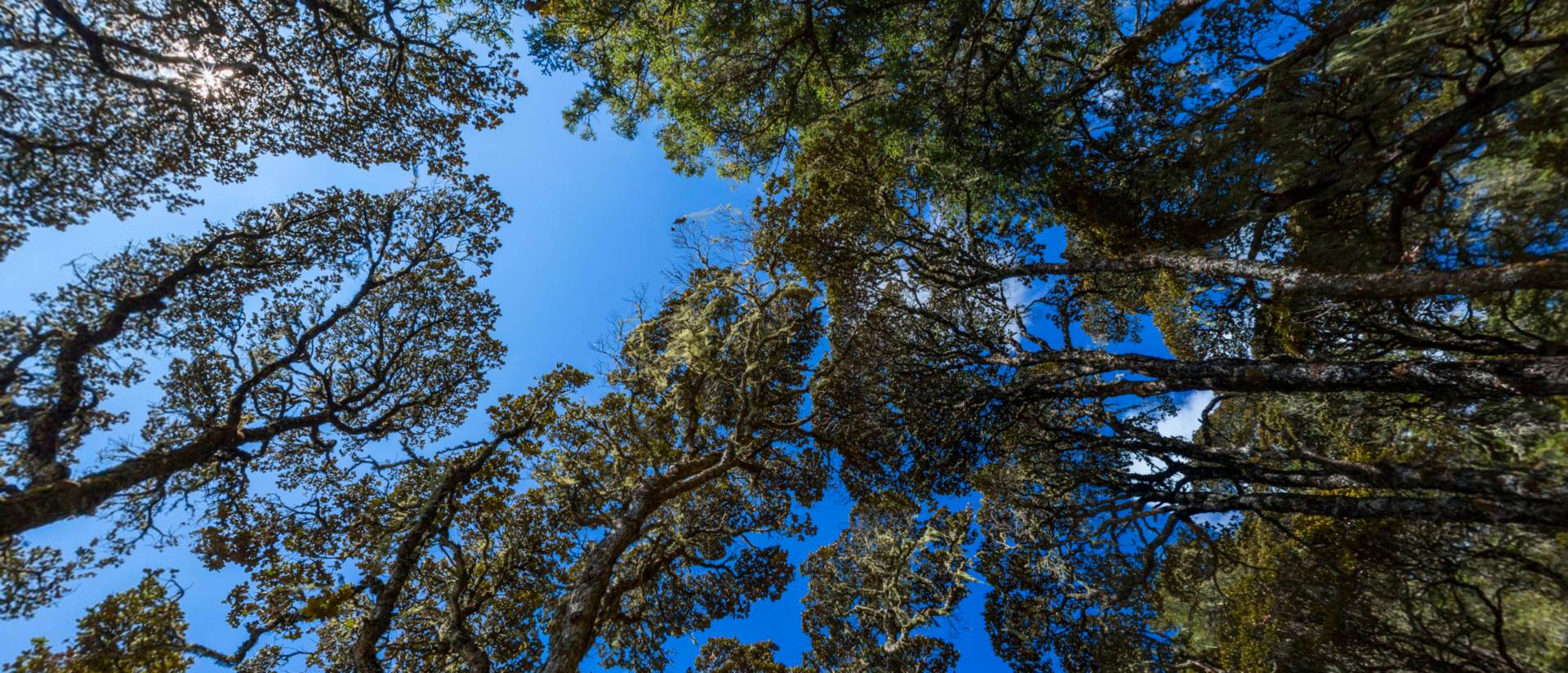 1920-380，普达措，森林上的天空
